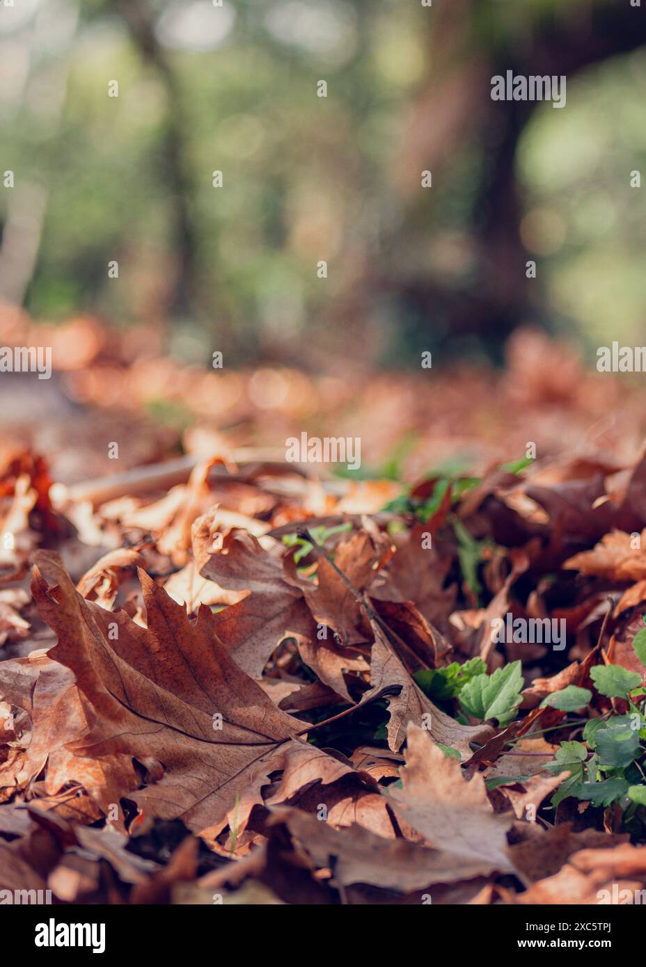 Gefallene Herbstblätter auf dem Boden symbolisieren Nostalgie, Reflexion, Veränderung und den Zyklus des Lebens. Stockfoto