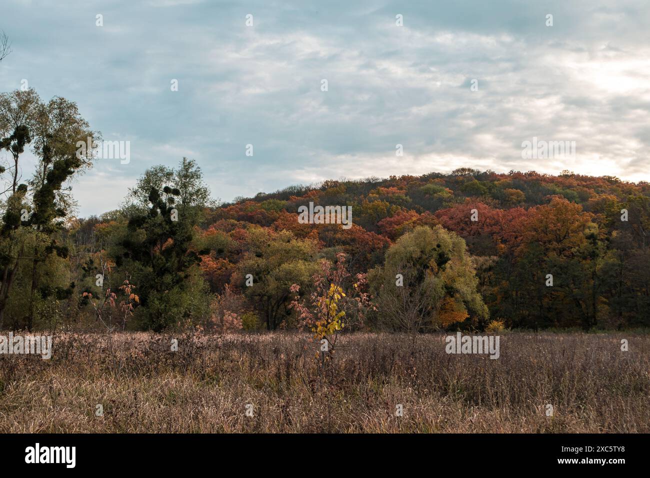 Herbstlicher goldener Wald und trockene Feldlandschaft mit bewölktem Himmel Stockfoto