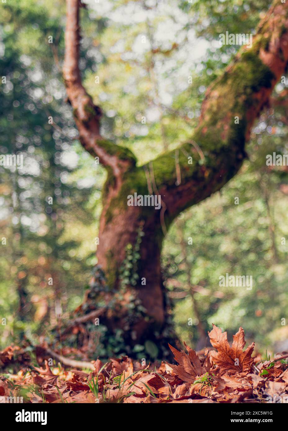Herbstlaub auf Waldboden, die Nostalgie, Veränderung, Reflexion und den Lauf der Zeit hervorrufen. Stockfoto