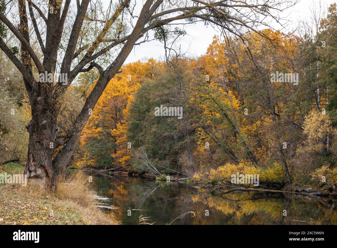 Herbstliche Szene auf dem Fluss Siwerskyi Donets in der Ukraine, mit goldenen Bäumen und Reflexionen Stockfoto