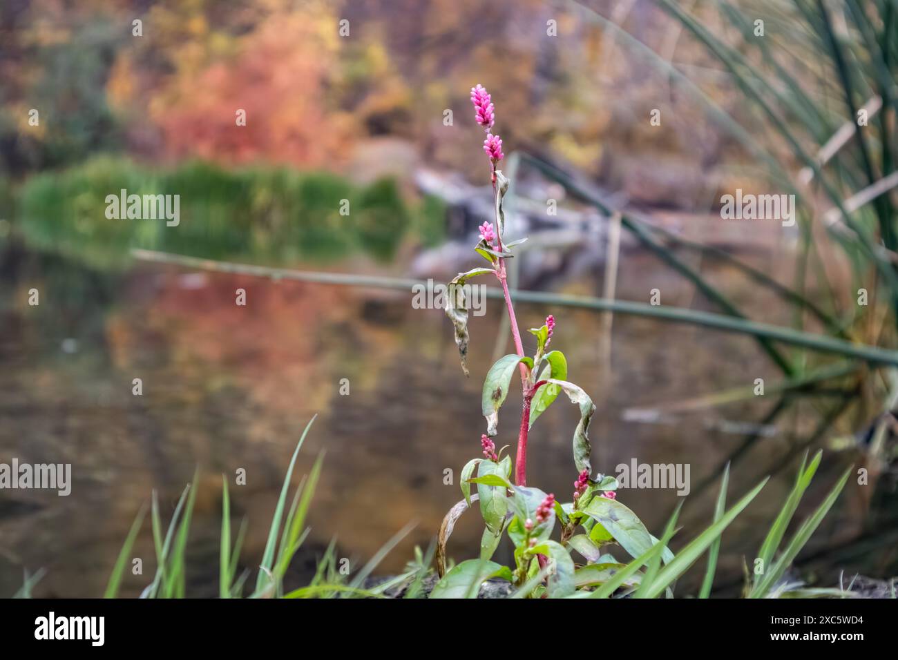 Wasser-Smartweed (Persicaria amphibia) zarte rosa Blüten mit dünnen grünen Blättern in Nahaufnahme am herbstlichen Flussufer mit bunt verschwommenem Hintergrund Stockfoto