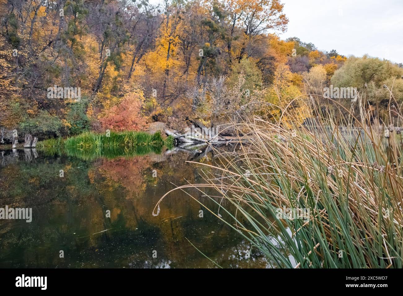 Wildes grünes Wassergras aus nächster Nähe mit farbenfroher Herbstlandschaft am Flussufer Stockfoto