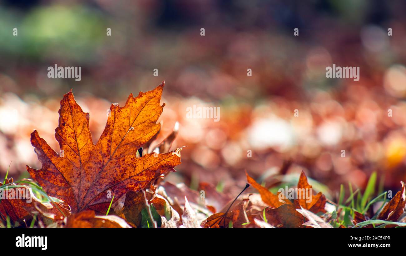 Herbstblätter auf dem Waldboden symbolisieren Veränderung, Nostalgie und die zyklische Natur des Lebens. Stockfoto