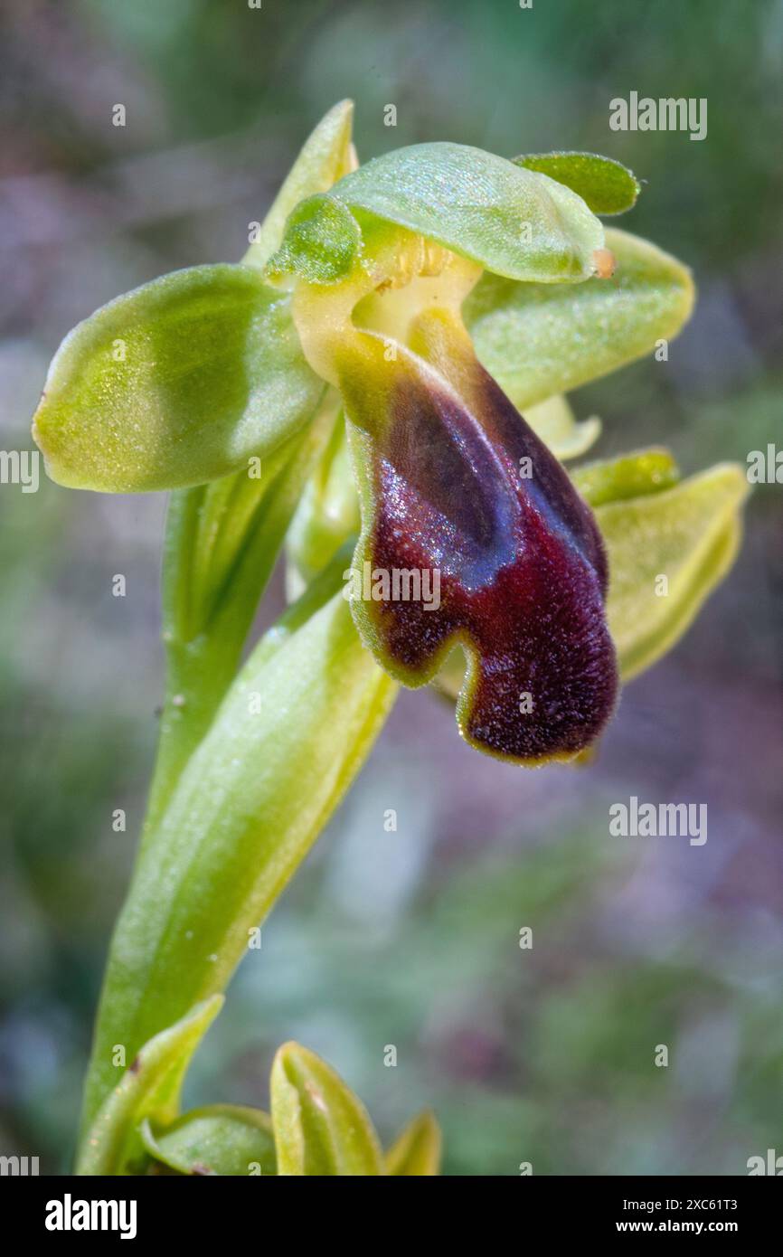 Traubenkraut-Orchidee (Ophrys funerea), Orchidaceae. Knollige krautige, wilde Pflanze. Greve in Chianti, Toskana, Italien. Stockfoto