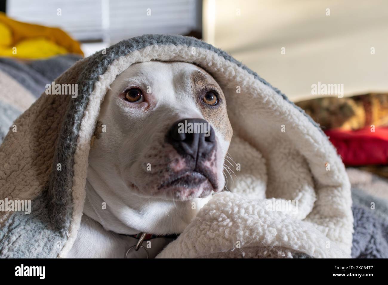 Ein Hund, der in einer Decke bedeckt ist und nach draußen blickt Stockfoto