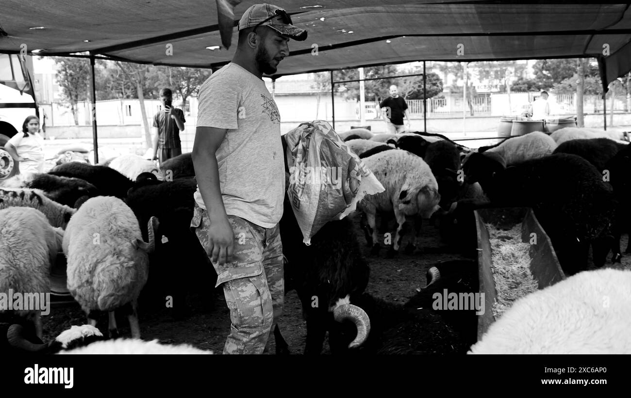 Izmir, Türkei. Juni 2024. Ein lokaler und traditioneller Opfertiermarkt, der vor Eid al-Adha stattfand. Schafhirten aus dem Osten des Landes verkaufen ihre Tiere, um sie während Eid al-Adha in den Zelten zu schlachten. Die Kunden kaufen im Allgemeinen Tiere, die sie durch Verhandlungen als teuer empfinden, und lassen sie schlachten. Quelle: İdil Toffolo/Alamy Live News Stockfoto