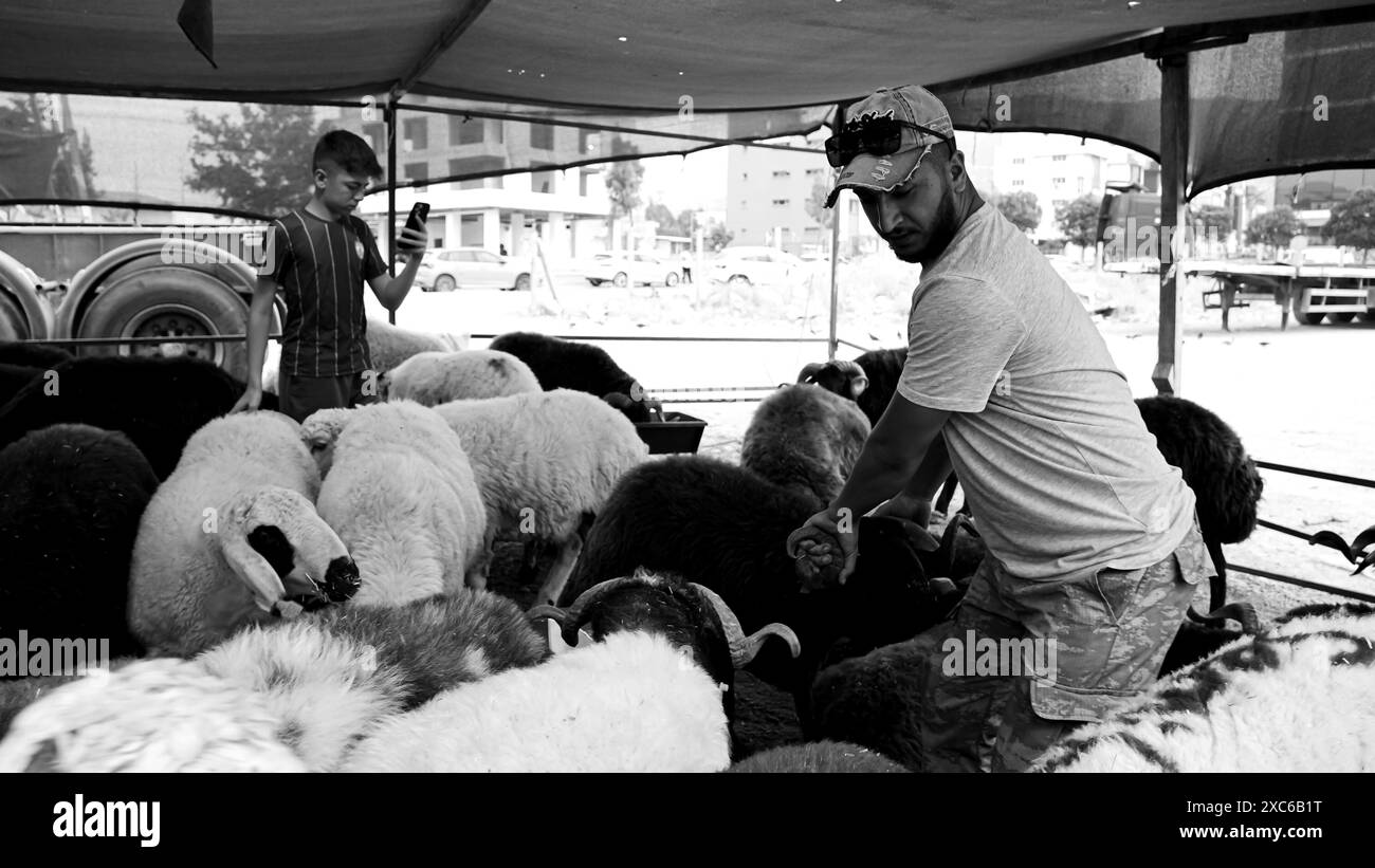 Izmir, Türkei. Juni 2024. Ein lokaler und traditioneller Opfertiermarkt, der vor Eid al-Adha stattfand. Schafhirten aus dem Osten des Landes verkaufen ihre Tiere, um sie während Eid al-Adha in den Zelten zu schlachten. Die Kunden kaufen im Allgemeinen Tiere, die sie durch Verhandlungen als teuer empfinden, und lassen sie schlachten. Quelle: İdil Toffolo/Alamy Live News Stockfoto