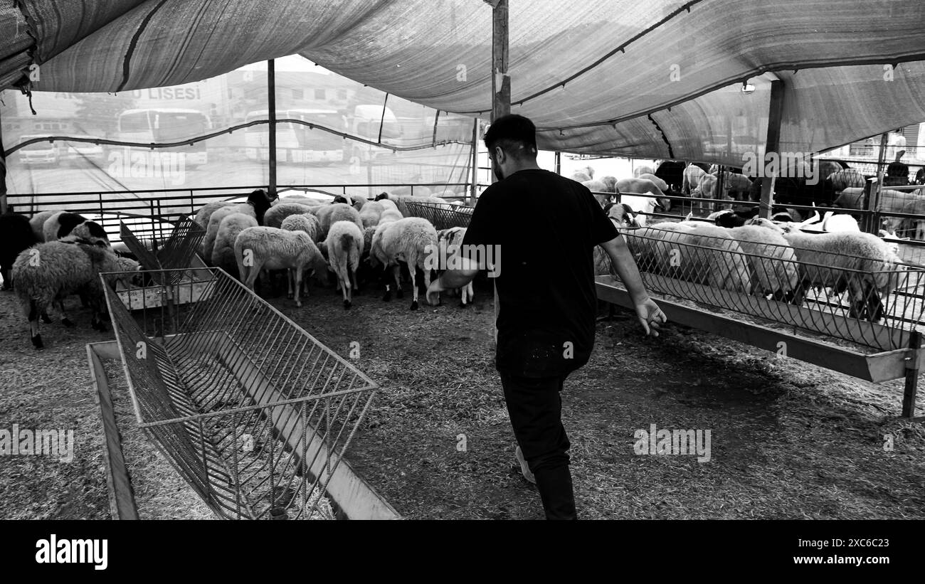 Izmir, Türkei. Juni 2024. Ein lokaler und traditioneller Opfertiermarkt, der vor Eid al-Adha stattfand. Schafhirten aus dem Osten des Landes verkaufen ihre Tiere, um sie während Eid al-Adha in den Zelten zu schlachten. Die Kunden kaufen im Allgemeinen Tiere, die sie durch Verhandlungen als teuer empfinden, und lassen sie schlachten. Quelle: İdil Toffolo/Alamy Live News Stockfoto