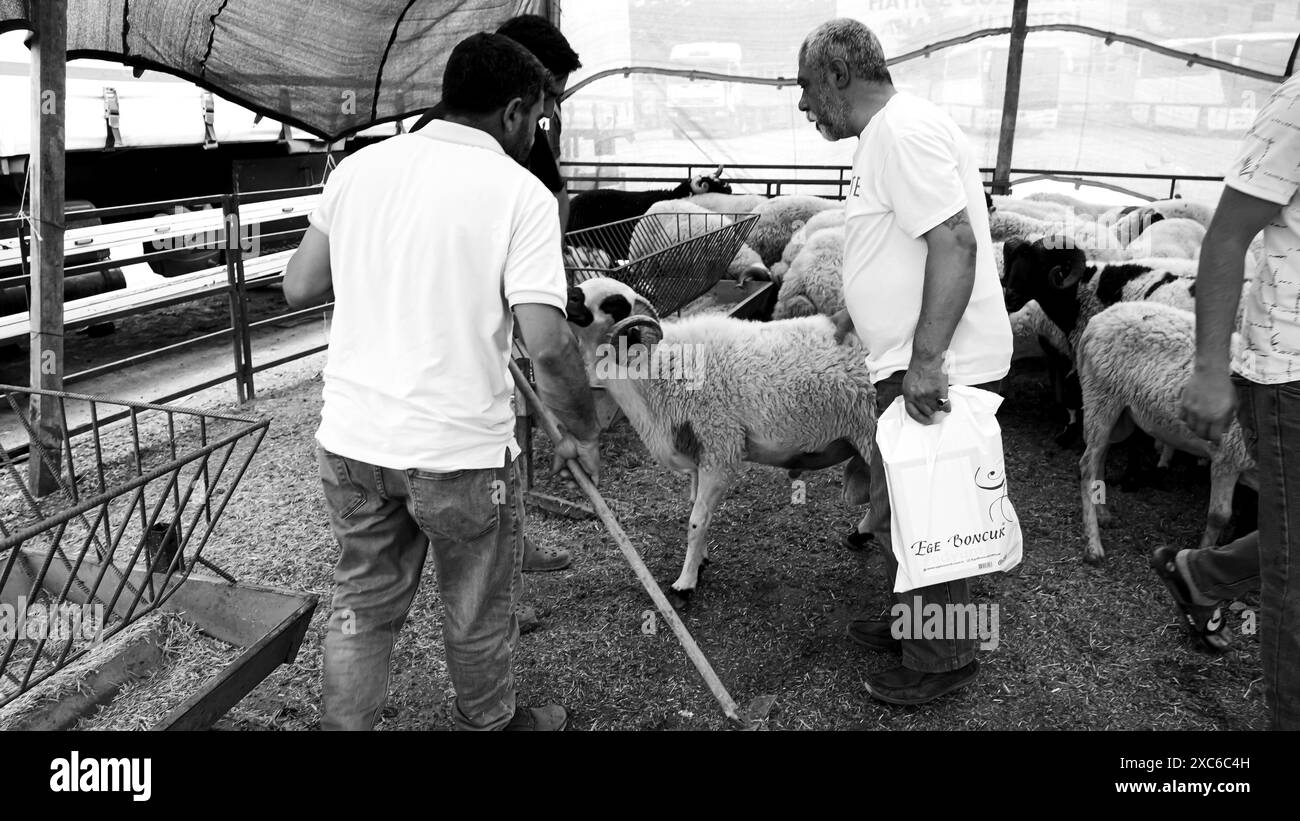 Izmir, Türkei. Juni 2024. Ein lokaler und traditioneller Opfertiermarkt, der vor Eid al-Adha stattfand. Schafhirten aus dem Osten des Landes verkaufen ihre Tiere, um sie während Eid al-Adha in den Zelten zu schlachten. Die Kunden kaufen im Allgemeinen Tiere, die sie durch Verhandlungen als teuer empfinden, und lassen sie schlachten. Quelle: İdil Toffolo/Alamy Live News Stockfoto