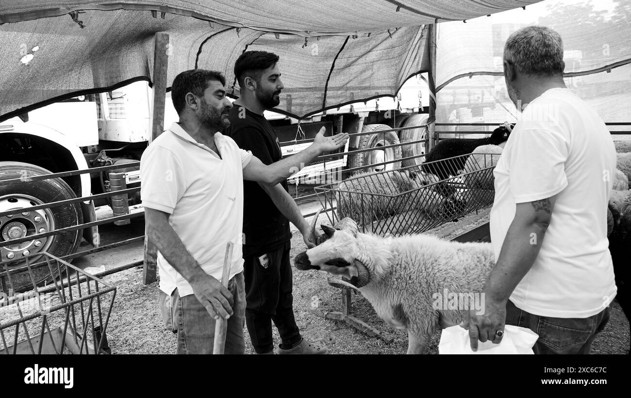 Izmir, Türkei. Juni 2024. Ein lokaler und traditioneller Opfertiermarkt, der vor Eid al-Adha stattfand. Schafhirten aus dem Osten des Landes verkaufen ihre Tiere, um sie während Eid al-Adha in den Zelten zu schlachten. Die Kunden kaufen im Allgemeinen Tiere, die sie durch Verhandlungen als teuer empfinden, und lassen sie schlachten. Quelle: İdil Toffolo/Alamy Live News Stockfoto