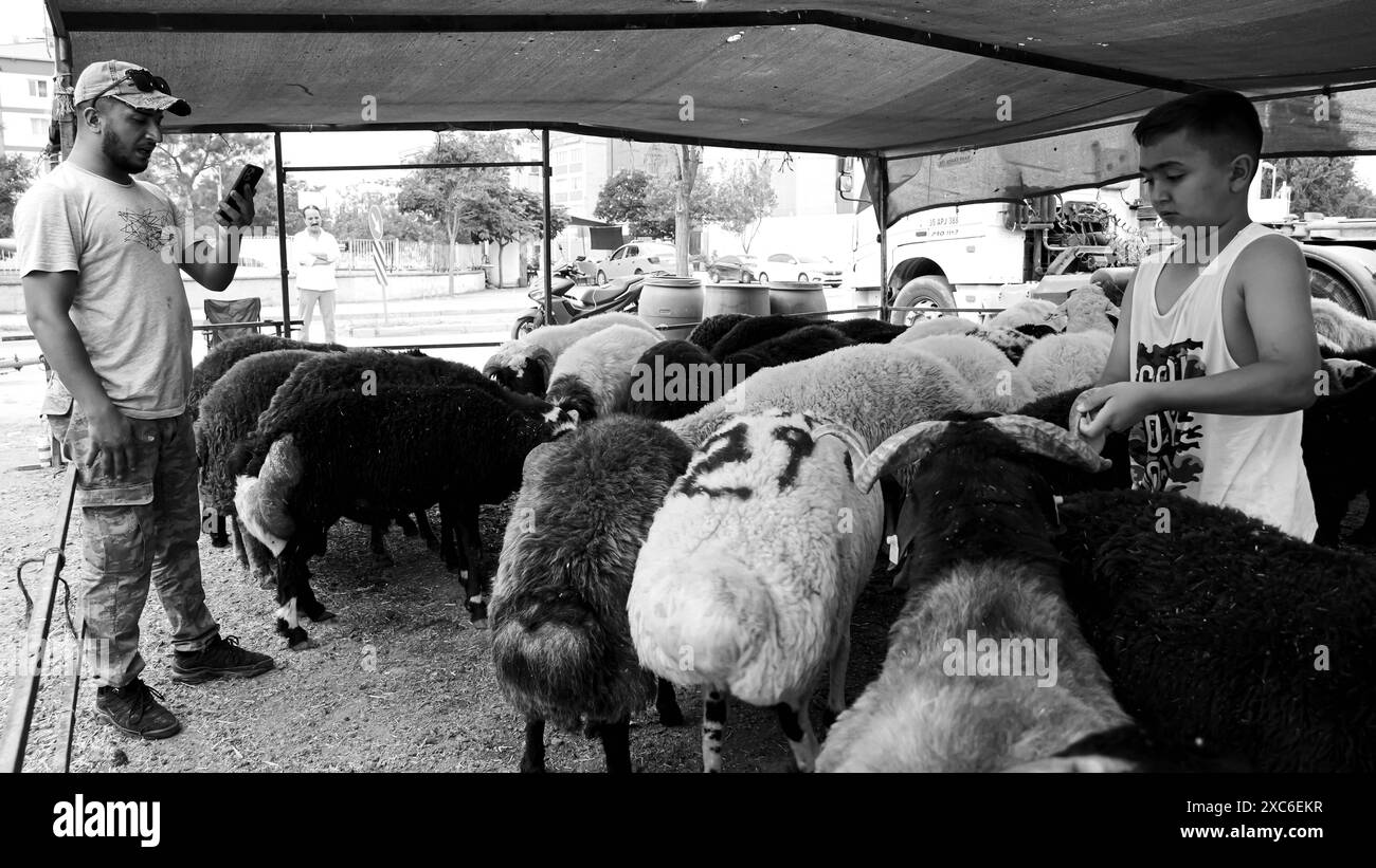 Ein lokaler und traditioneller Opfertiermarkt, der vor Eid al-Adha stattfand, Ein lokaler und traditioneller Opfertiermarkt, der vor Eid al-Adha stattfand. Schafhirten aus dem Osten des Landes verkaufen ihre Tiere, um sie während Eid al-Adha in den Zelten zu schlachten. Die Kunden kaufen im Allgemeinen Tiere, die sie durch Verhandlungen als teuer empfinden, und lassen sie schlachten. Izmir Bornova Türkei Copyright: XIdilxToffolox DSC07228 Stockfoto