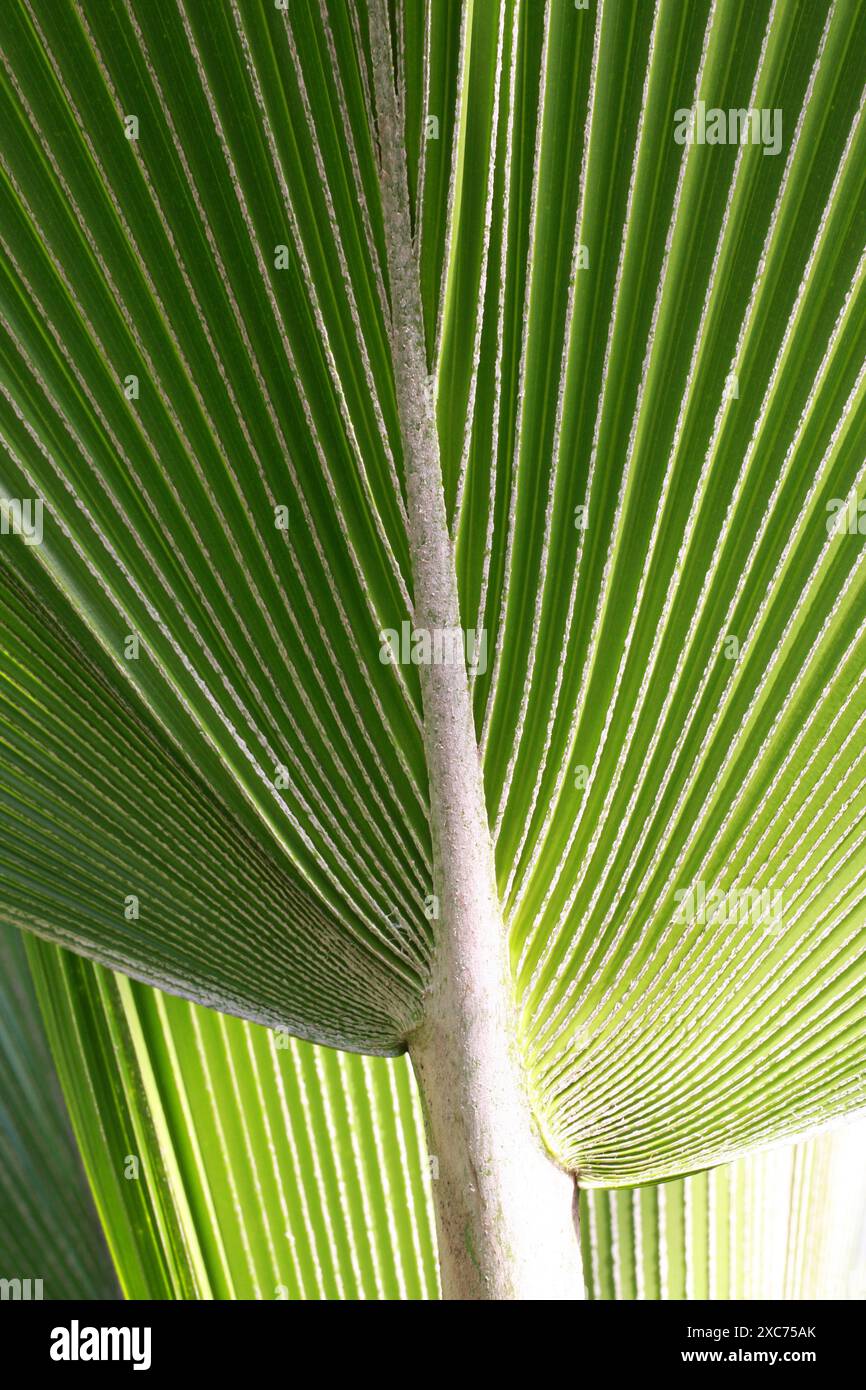 Palmblatt, Araceae. Detail mit Rippung an der Unterseite des Blatts. Stockfoto
