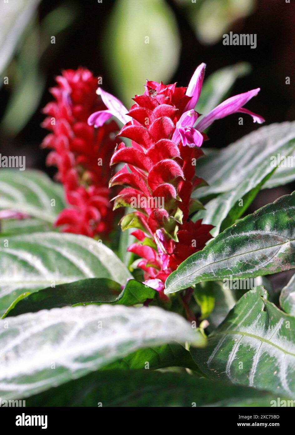 Justicia scherdweileri, Acanthaceae. Brasilien, Südamerika. Das heimische Verbreitungsgebiet dieser Art ist SE. Brasilien. Stockfoto