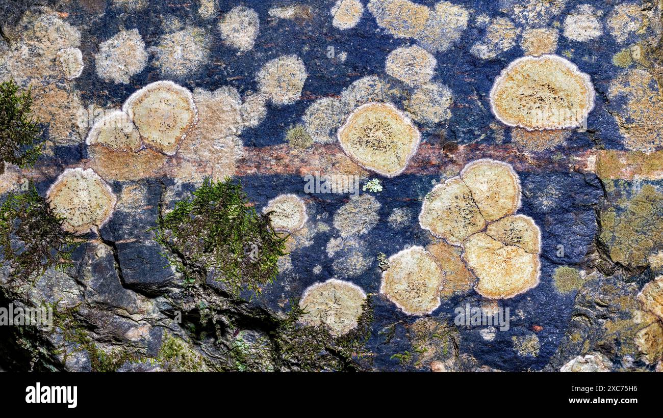 Abstrakte Krustosenflechten auf der Felsoberfläche im Pisgah National Forest - Brevard, North Carolina, USA Stockfoto