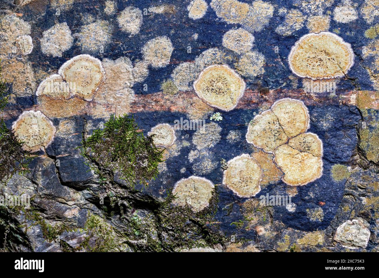 Abstrakte Krustosenflechten auf der Felsoberfläche im Pisgah National Forest - Brevard, North Carolina, USA Stockfoto