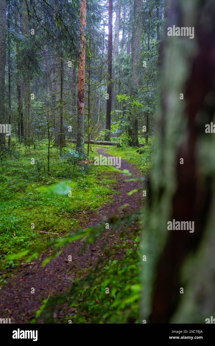 Ein schmaler Pfad schlängelt sich durch einen moosigen und ruhigen Wald umgeben von hohen Bäumen, Schwarzwald, Gechingen, Deutschland Stockfoto