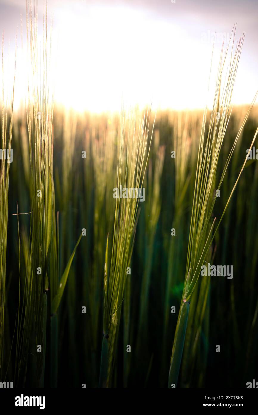 Nahaufnahme von Weizenohren im goldenen Licht des Sonnenuntergangs, die ein friedliches und atmosphärisches Ambiente schaffen, Schwarzwald, Gechingen, Deutschland Stockfoto