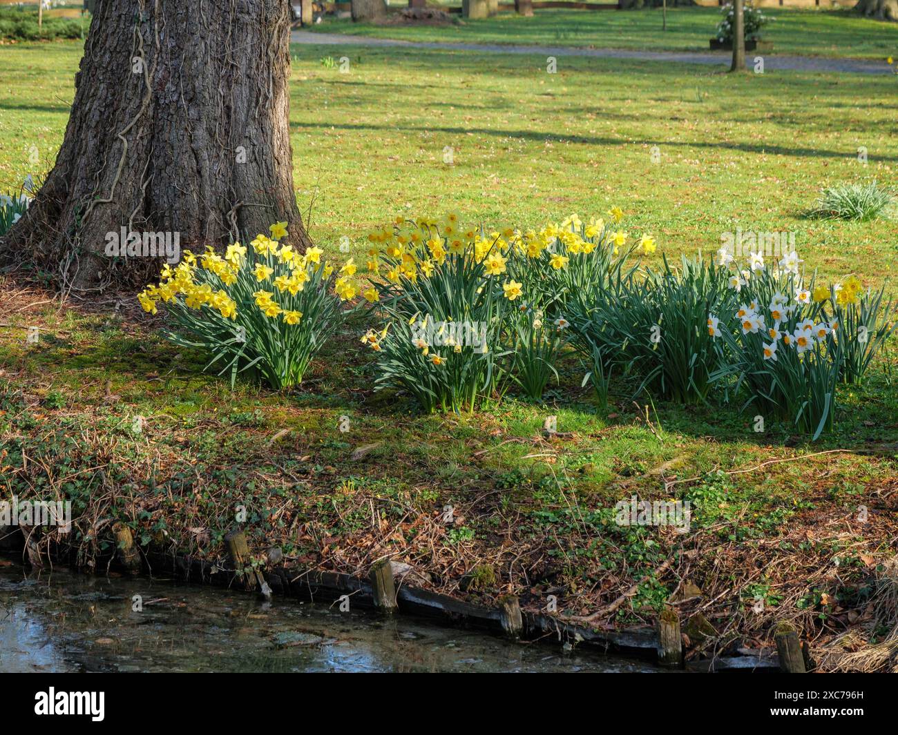 Frühlingsszenen mit blühenden Narzissen auf einer grünen Wiese neben einem Baum, winterwswijk, gelderland, Niederlande Stockfoto