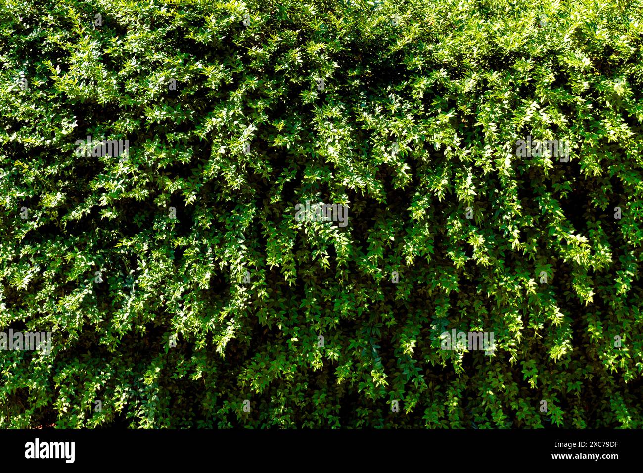 Pflanzenwand Hintergrund starker Schatten Stockfoto