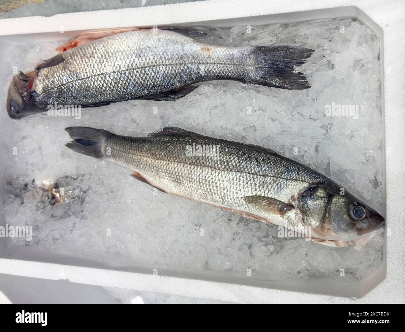 Ausstellung von Fisch Gefangener ganzer Fisch Europäischer Barsch (Dicentrarchus labrax) auch Seebarsch Loup de Mer Branzino Spinola frischer Fisch auf Eis im Kühlschrank Stockfoto
