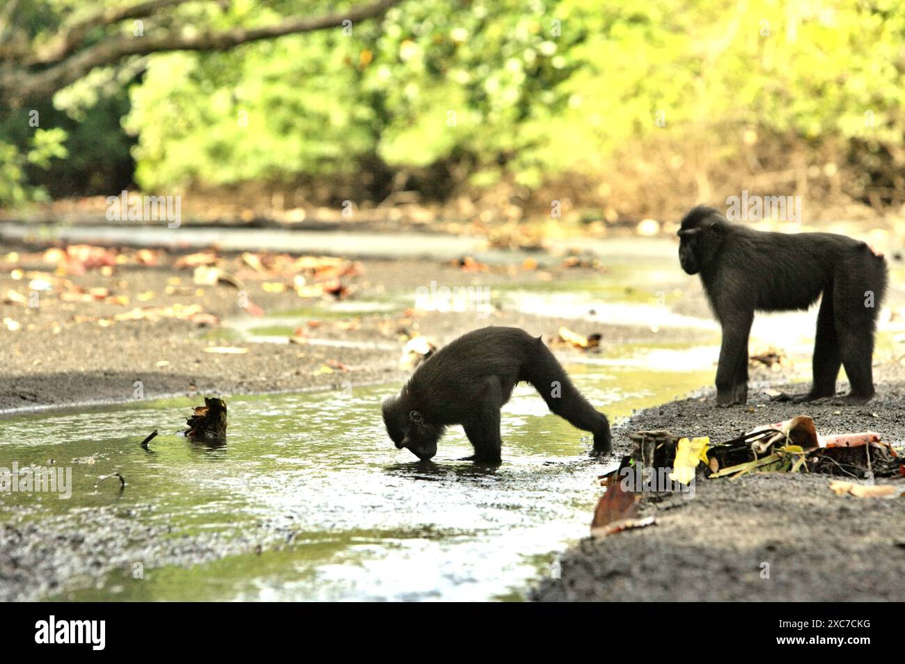 Ein Sulawesi-Schwarzhaubenmakaken (Macaca nigra) trinkt Wasser während der Nahrungssuche an einem Fluss in der Nähe eines Strandes im Tangkoko-Wald in Indonesien. Stockfoto