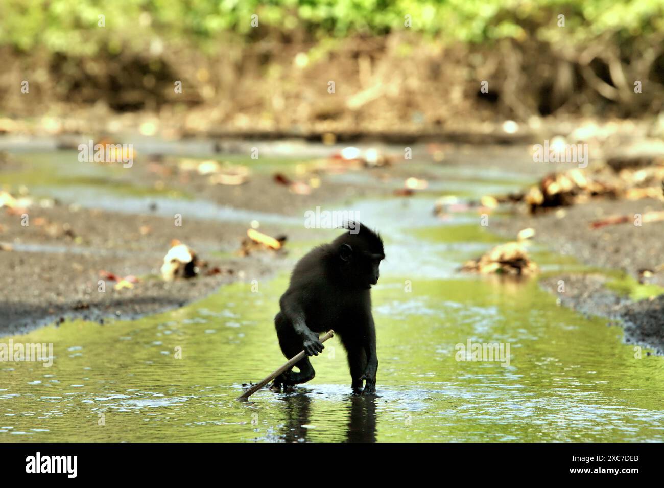 Ein Schwarzkäppchen (Macaca nigra) hält einen Bambusstab, während er auf einem Fluss in der Nähe eines Strandes im Tangkoko Nature Reserve in Indonesien auf der Suche ist. Stockfoto