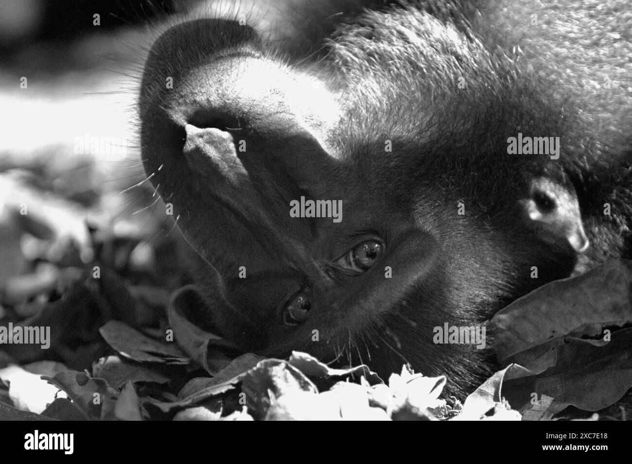 Ein Sulawesi-Schwarzzelt-Makaken (Macaca nigra) starrt während des Fotografierens, da er auf dem Boden im Tangkoko Nature Reserve in Indonesien liegt. Stockfoto