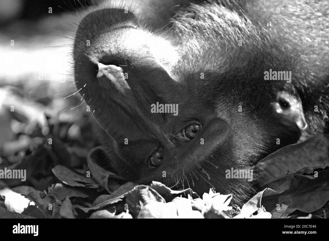 Ein Sulawesi-Schwarzzelt-Makaken (Macaca nigra) starrt während des Fotografierens, da er auf dem Boden im Tangkoko Nature Reserve in Indonesien liegt. Stockfoto