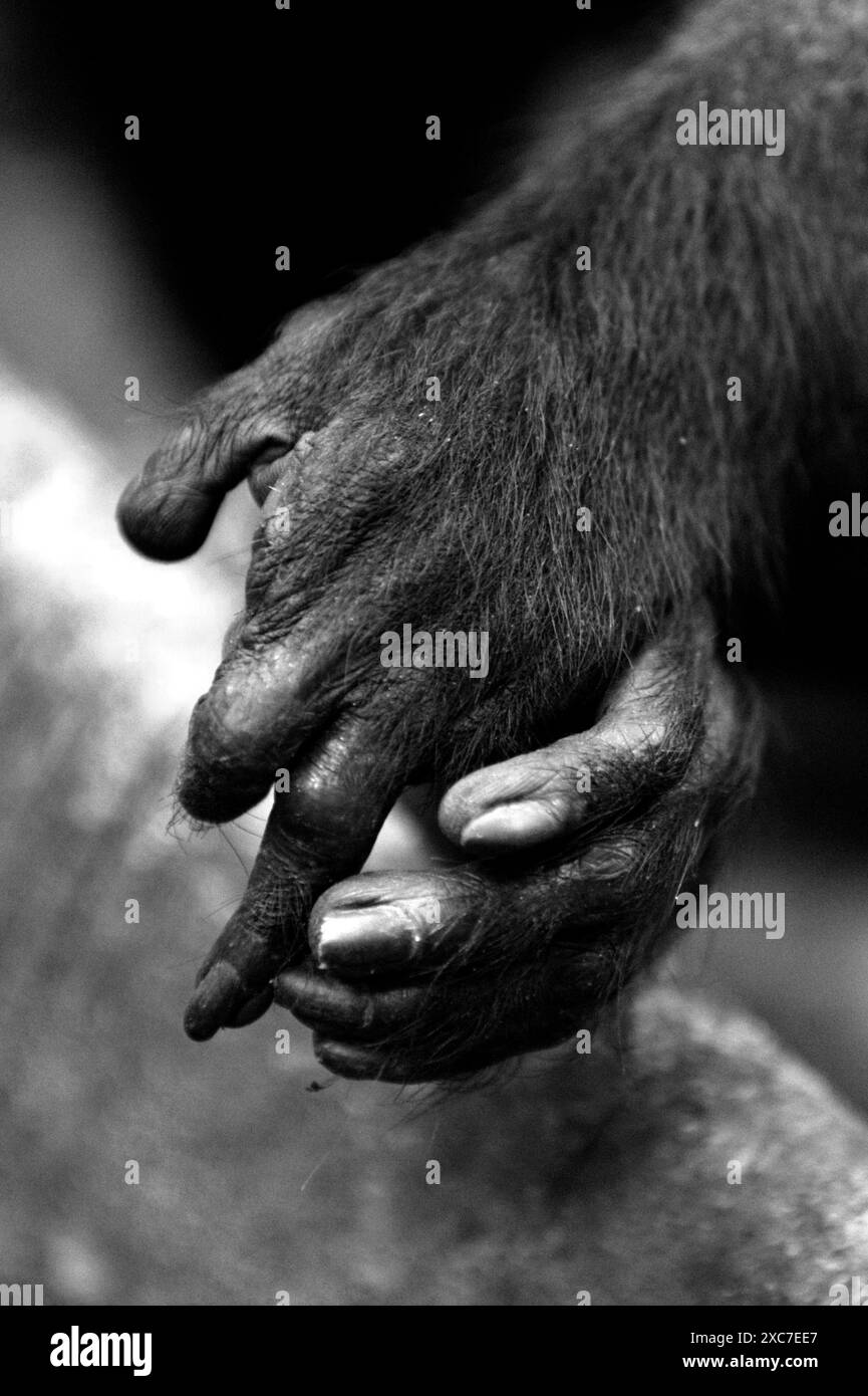 Ein Haubenmakaken (Macaca nigra) schließt seine linke Hand zusammen mit seinem linken Fuß im Tangkoko Nature Reserve, Nord-Sulawesi, Indonesien. Stockfoto