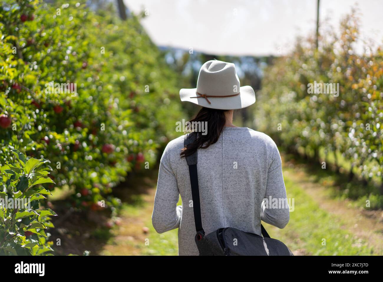 Dame auf der Apfelfarm, die Fotos macht Stockfoto