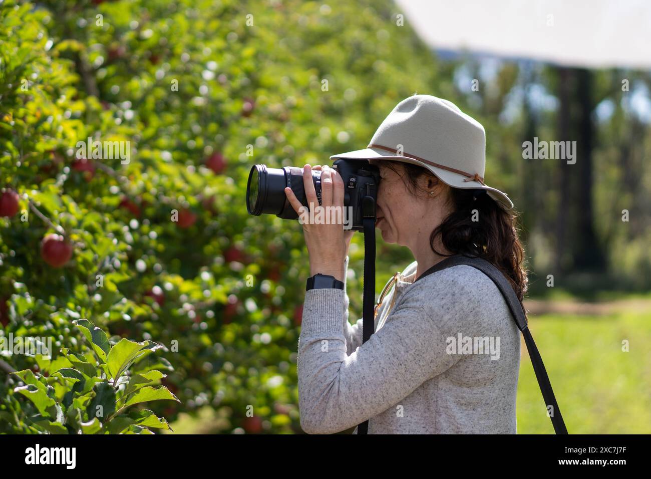 Dame auf der Apfelfarm, die Fotos macht Stockfoto
