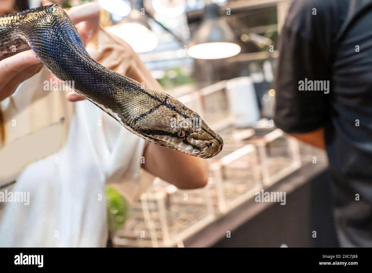 Schlange an der Hand der Leute. Es ist ein beliebtes Haustier in Thailand. Stockfoto
