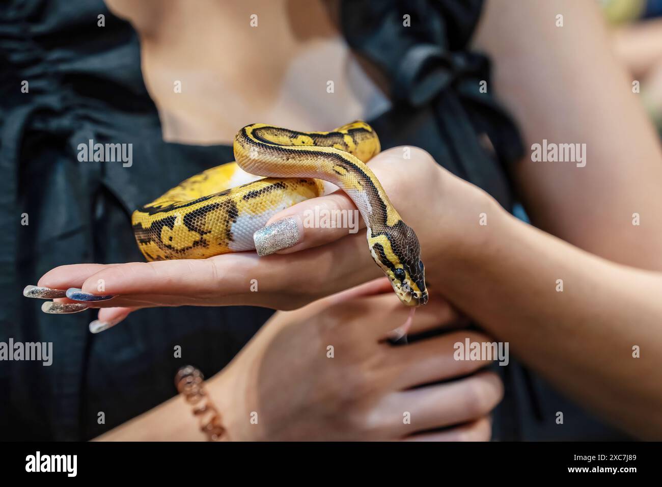 Ballpython auf der Hand der Frau. Es ist ein beliebtes Haustier in Thailand. Stockfoto