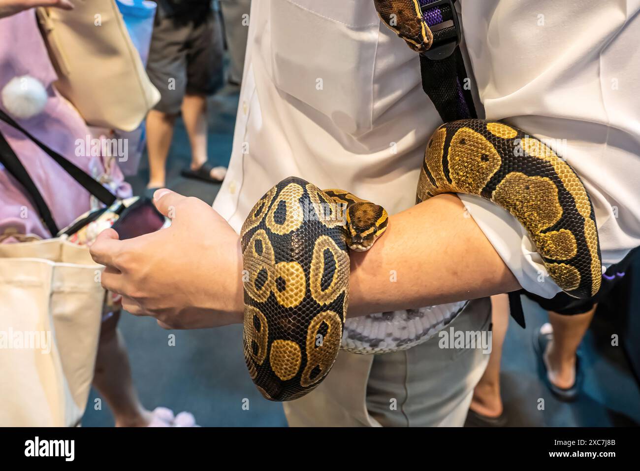 Schlange an der Hand der Leute. Es ist ein beliebtes Haustier in Thailand. Stockfoto
