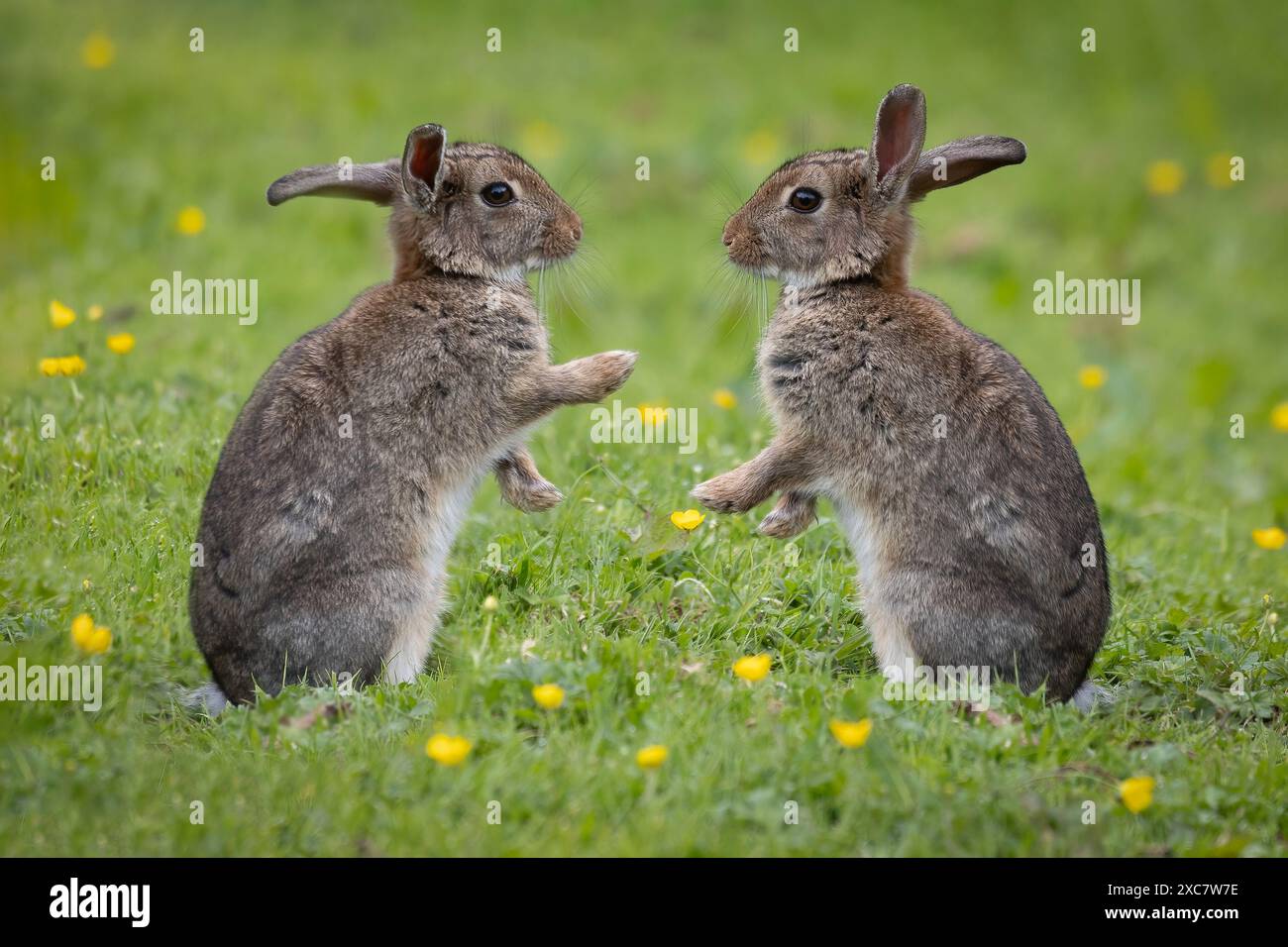 Zwei Kaninchen sitzen aufrecht zueinander und die Vorderpfoten zeigen. Das ist ein zusammengesetztes Bild und beide Fotos wurden von mir aufgenommen. Stockfoto