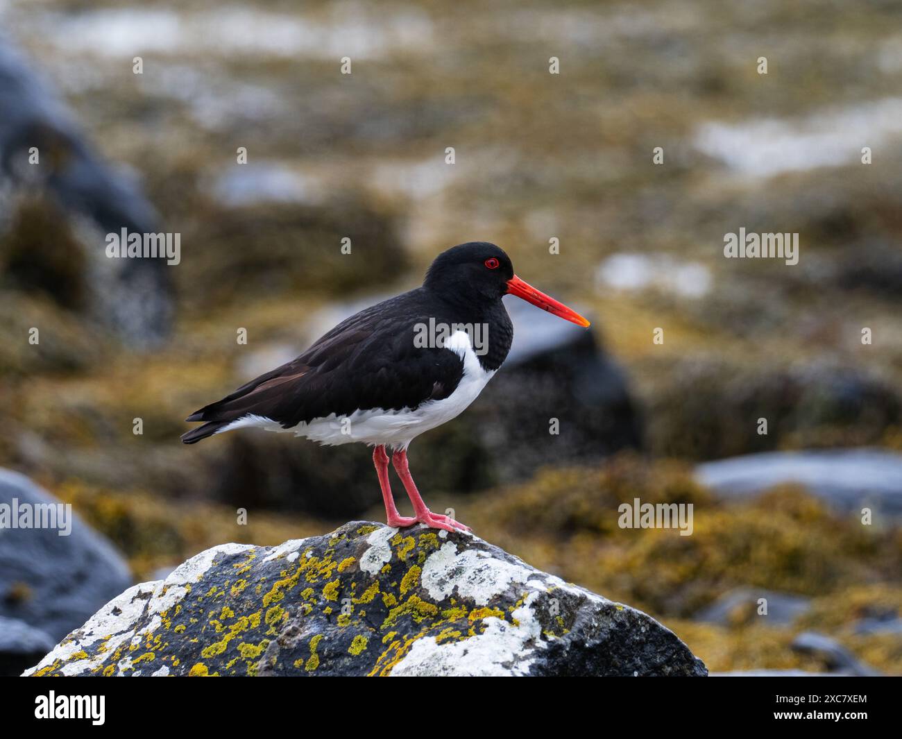 Der eurasische Austernfischer Haematopus ostralegus, der auf einem Felsen am Rande von Lochbui, Isle of Mull, Innere Hebriden, Argyll und Bute, Schottland, thront, UK, Ma Stockfoto