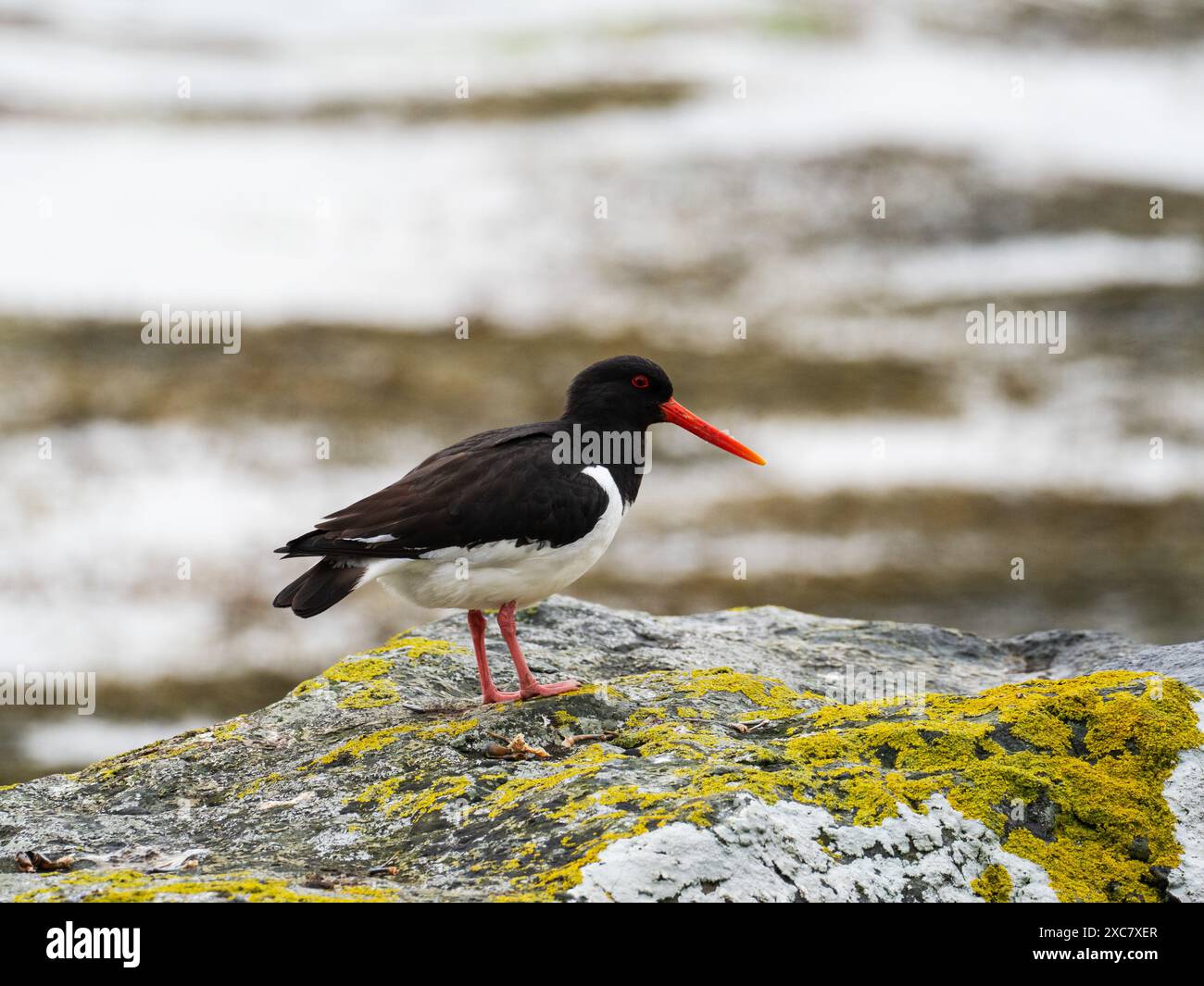 Der eurasische Austernfischer Haematopus ostralegus, der auf einem Felsen am Rande von Lochbui, Isle of Mull, Innere Hebriden, Argyll und Bute, Schottland, thront, UK, Ma Stockfoto