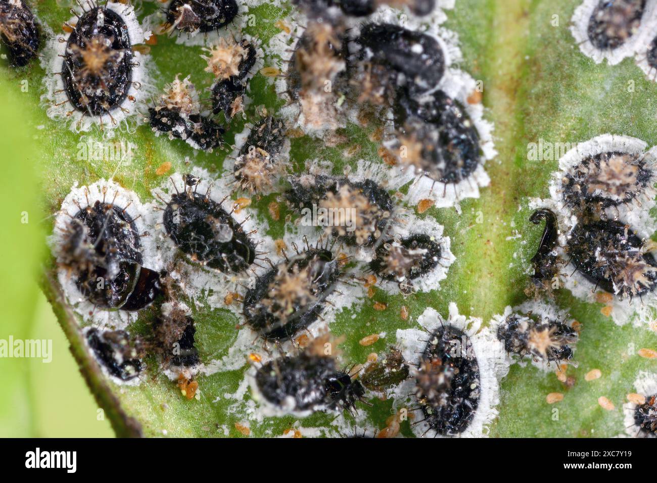 Aleurocanthus spiniferus, die zitronige weiße Fliege, ist ein in Asien heimisches Insekt. Es gilt als invasiver Schädling, der insbesondere Zitrusfrüchte und Tee betrifft Stockfoto