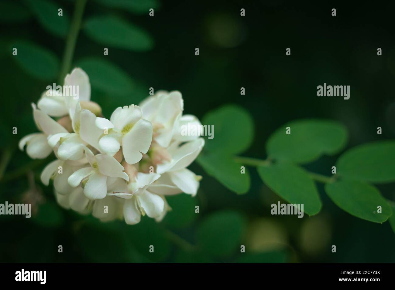 Weiße Blume Heuschrecke blüht auf dem Gipfel der Stadt Frühling urbane Szene dekorativer Baum Stockfoto