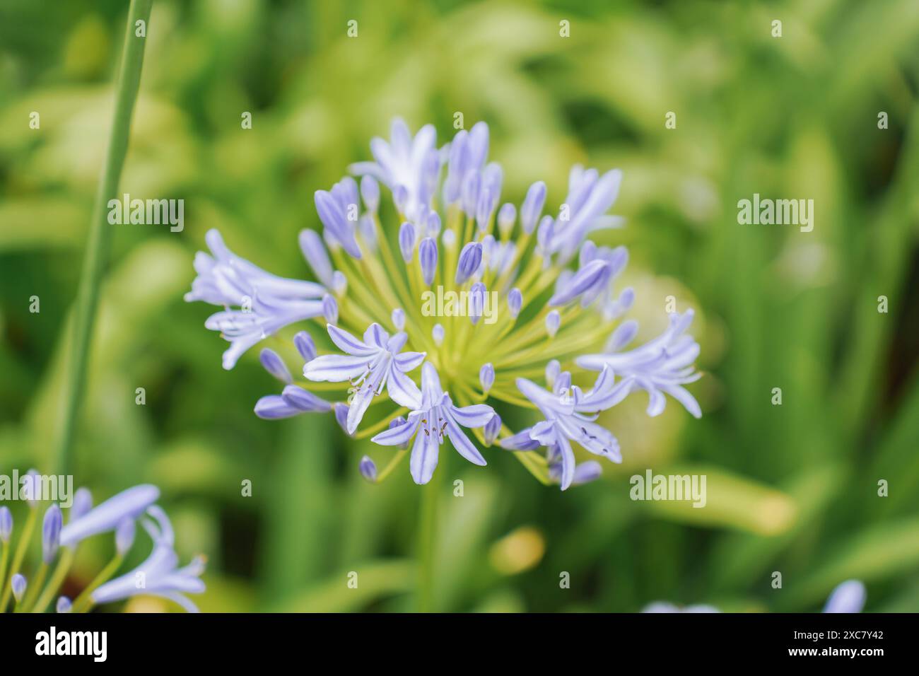 Blaue Agapanthus oder afrikanische nillien blühen im Sommer als Ziergarten Stockfoto