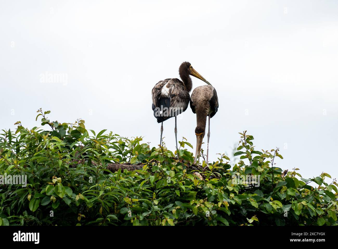 Zwei verspielte Paare aus gemalten Storchen genießen einen Regenschauer auf einem Baumkronen im Rangnathittu Bird Sanctuary und zeigen ihr lebendiges Gefieder und ihre fröhliche Natur. Stockfoto