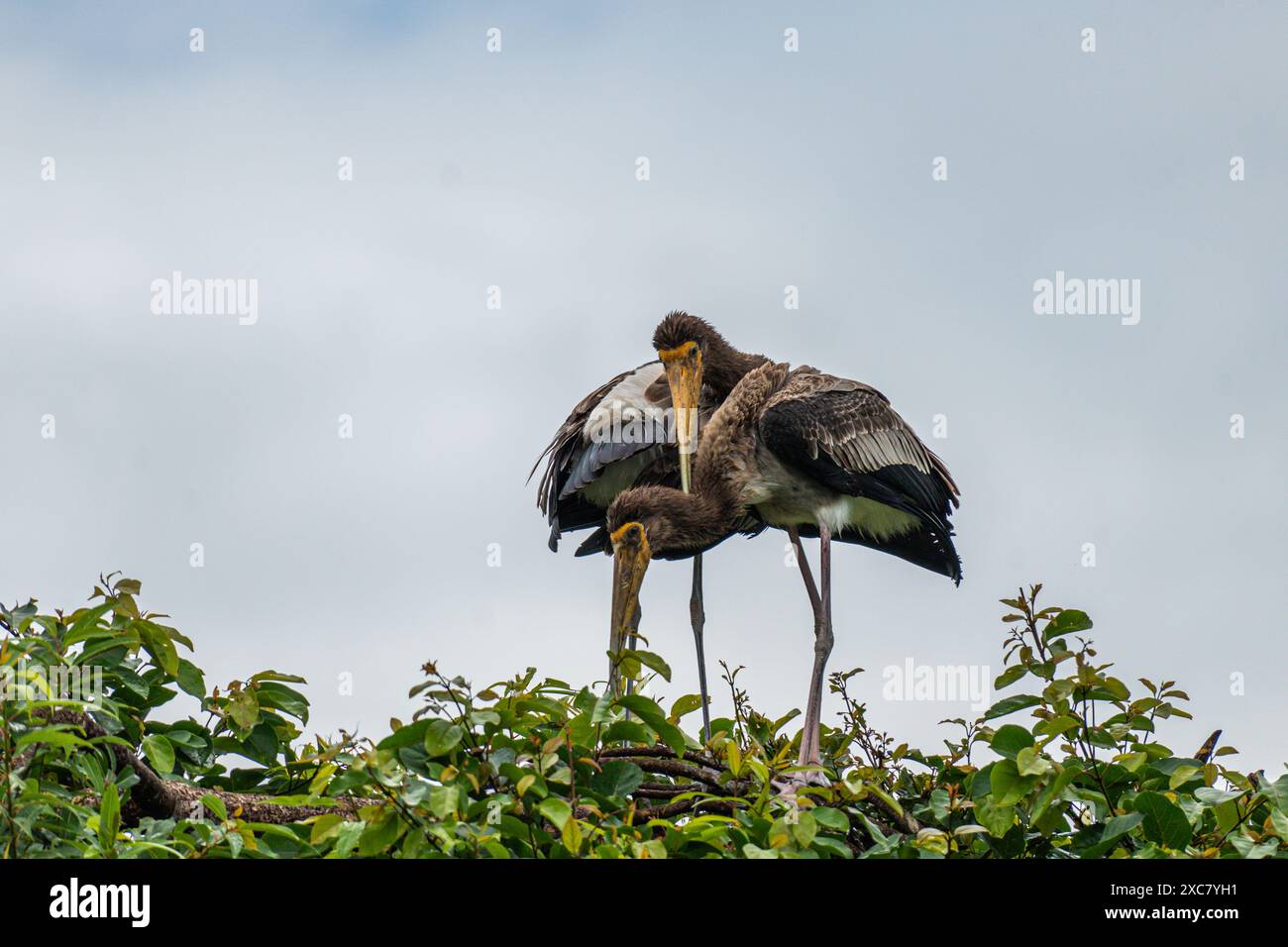Zwei verspielte Paare aus gemalten Storchen genießen einen Regenschauer auf einem Baumkronen im Rangnathittu Bird Sanctuary und zeigen ihr lebendiges Gefieder und ihre fröhliche Natur. Stockfoto