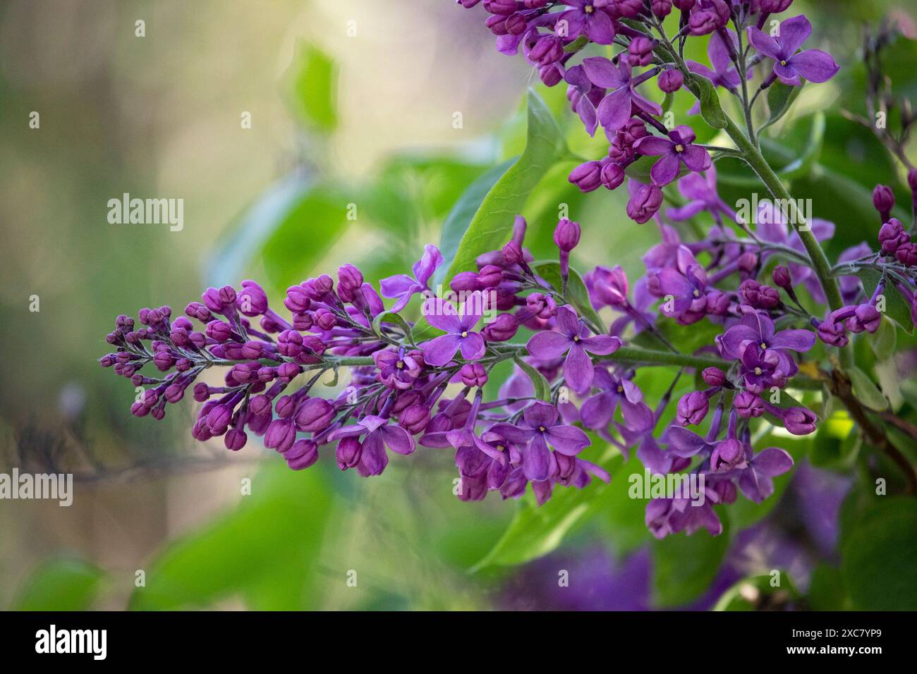 Zweig der Fliederblüten mit grünen Blättern Stockfoto