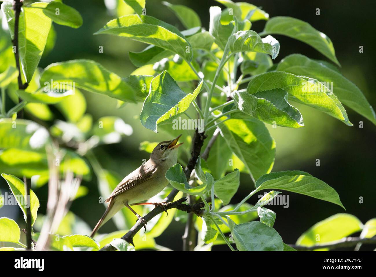 Blyths Schilfwurm sitzt im Frühjahr auf einem Baumzweig Stockfoto