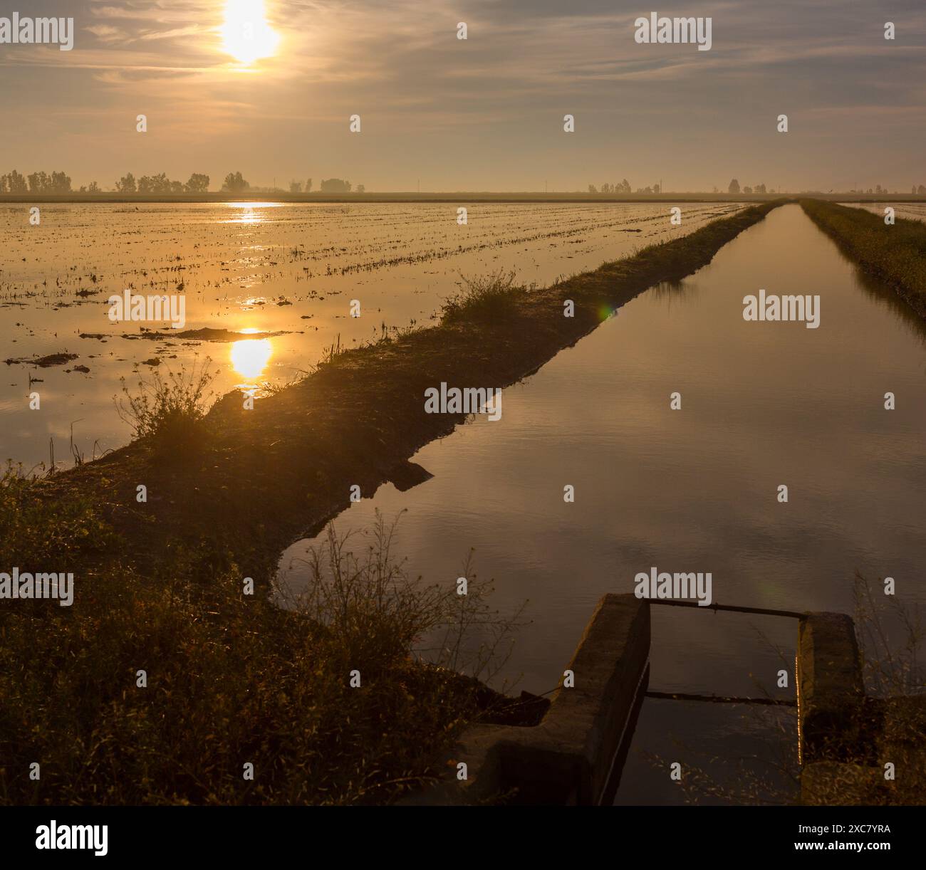 Wunderschöner Sonnenaufgang über den friedlichen Reisfeldern in Isla Mayor, Sevilla, Spanien, der die Ruhe und Ruhe der Landschaft einfängt. Stockfoto