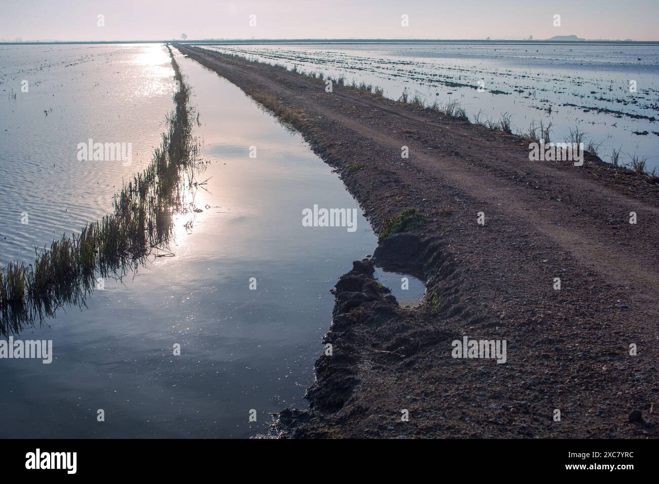 Wunderschöner Sonnenaufgang über den friedlichen Reisfeldern in Isla Mayor, Sevilla, Spanien, der die Ruhe und Ruhe der Landschaft einfängt. Stockfoto