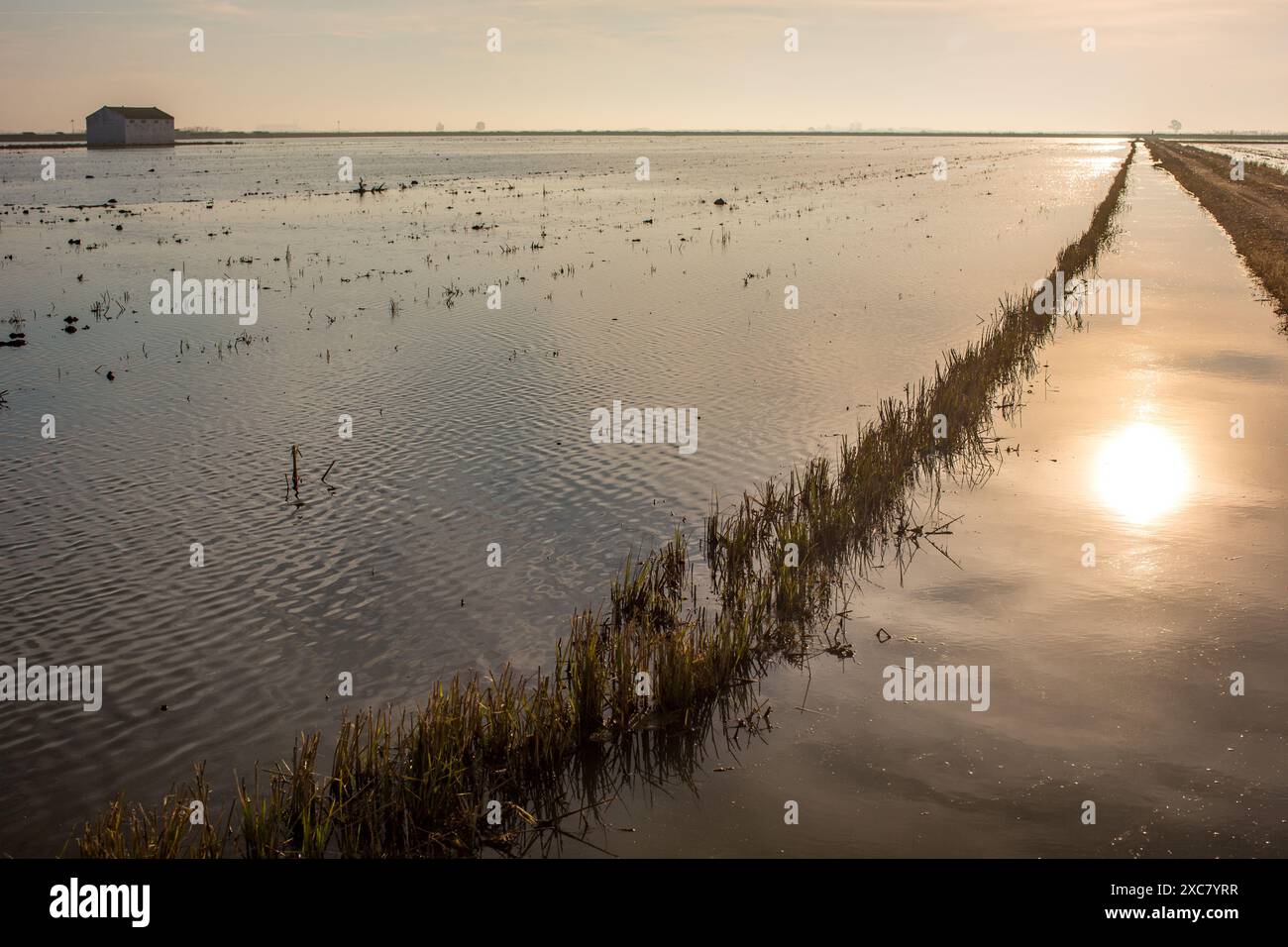 Wunderschöner Sonnenaufgang über den friedlichen Reisfeldern in Isla Mayor, Sevilla, Spanien, der die Ruhe und Ruhe der Landschaft einfängt. Stockfoto