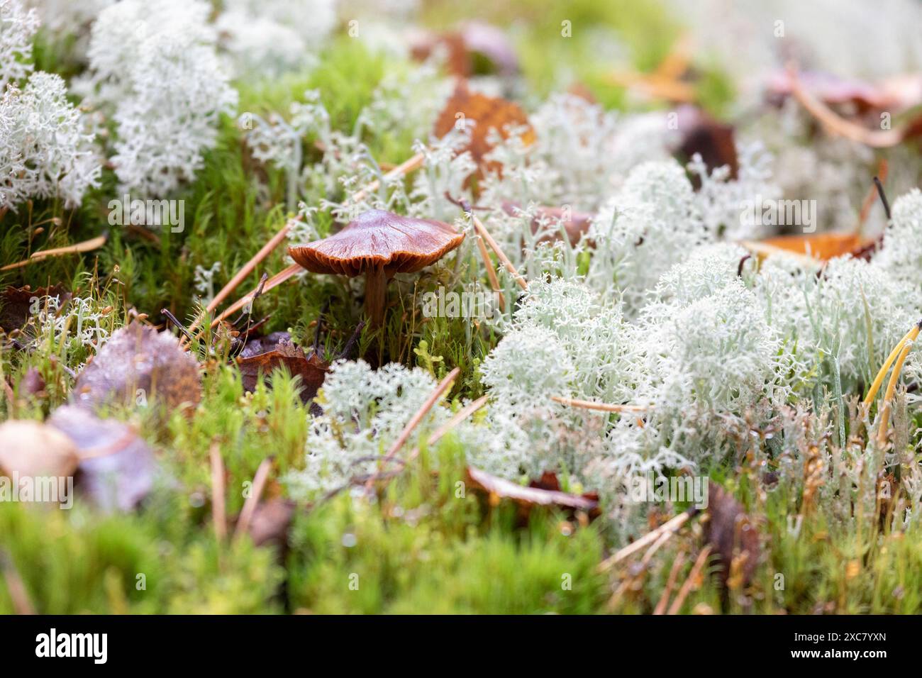Kleine Pilz unter den Moss Stockfoto