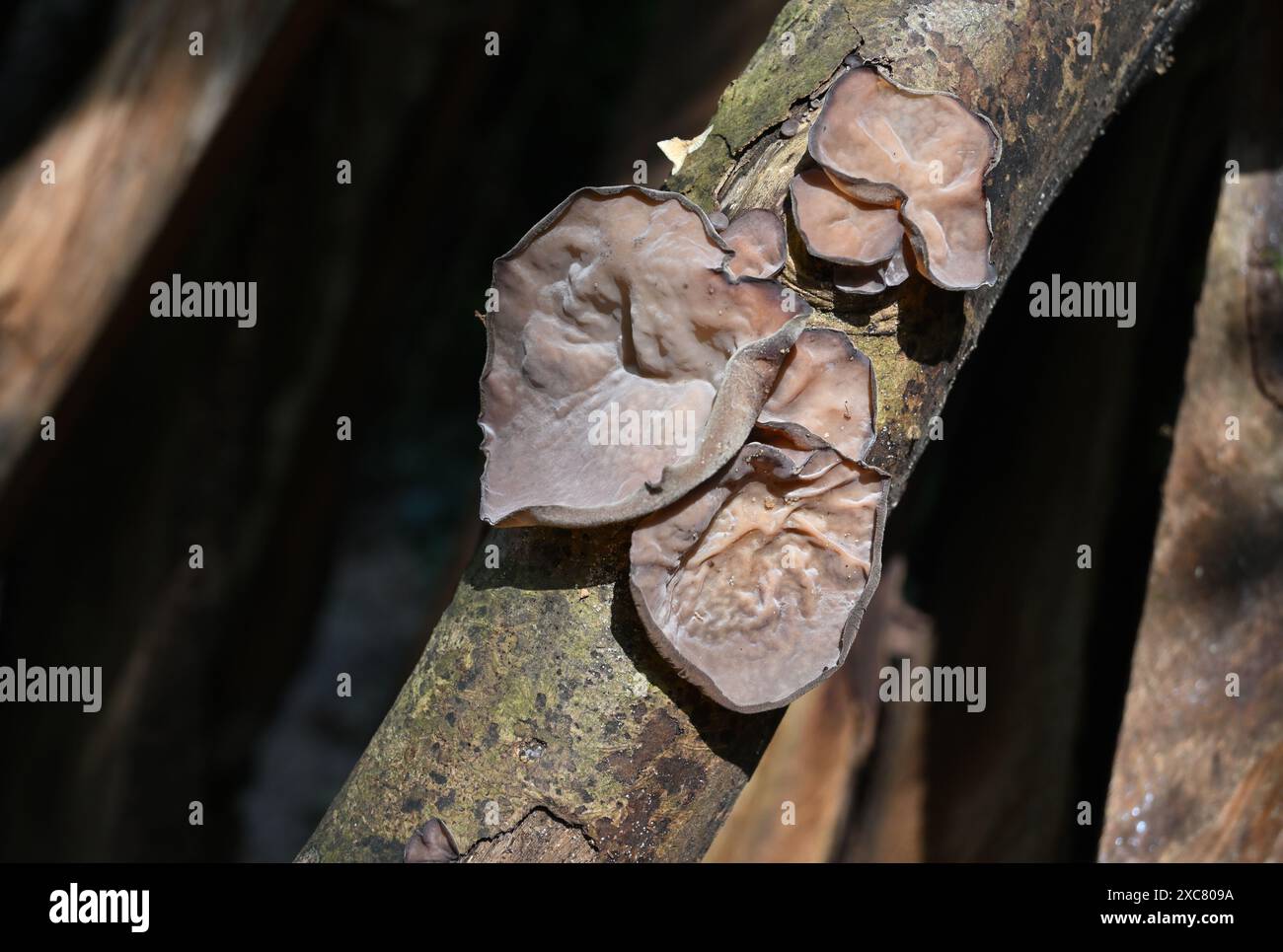 Einige blassbraune Holzpilze wachsen auf der Oberfläche eines verfaulenden Holzstiels Stockfoto