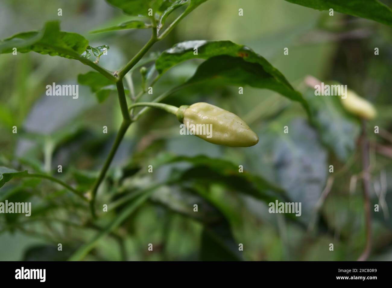 Nahaufnahme einer weißen Chilischote, die sich auf der Chilipflanze entwickelt Stockfoto